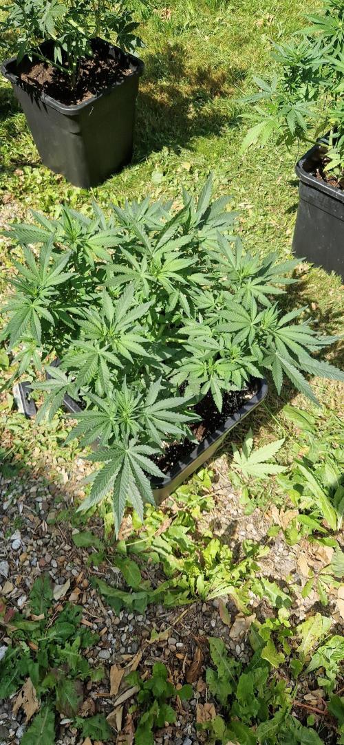 Greenhouse grow with HPS and LED. Week 8 - Orange sherbert
