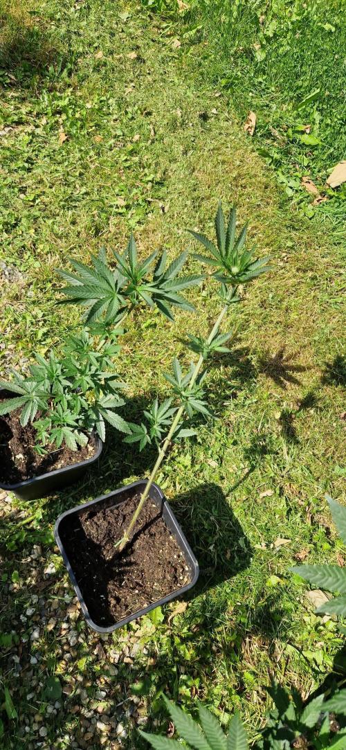 Greenhouse grow with HPS and LED. Week 8 - Slurrup clones