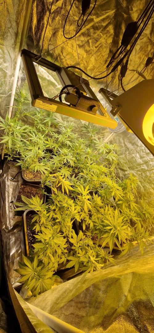 Greenhouse grow with HPS and LED. Week 8