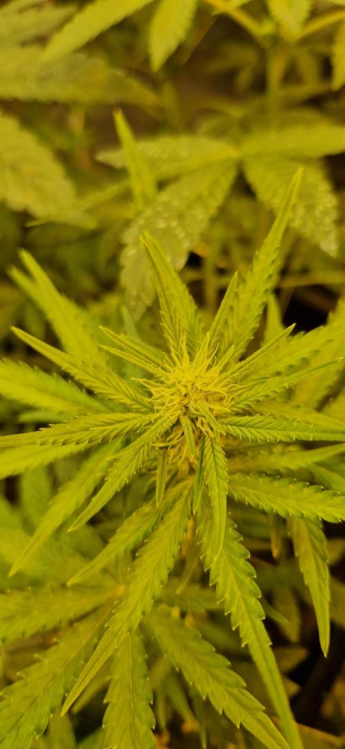 Greenhouse grow with HPS and LED. Week 8