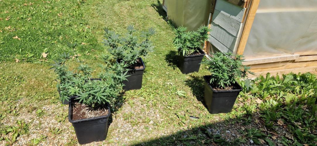 Greenhouse grow with HPS and LED. Week 8