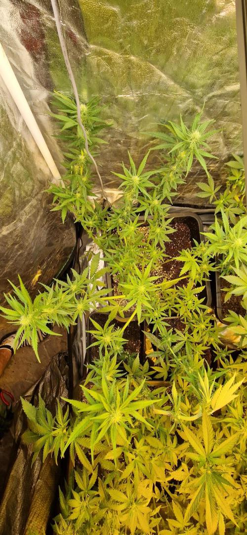 Greenhouse grow with HPS and LED. Week 8