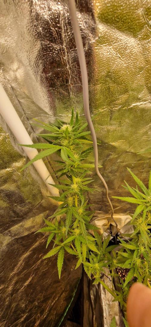 Greenhouse grow with HPS and LED. Week 8