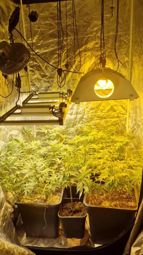Greenhouse grow with HPS and LED