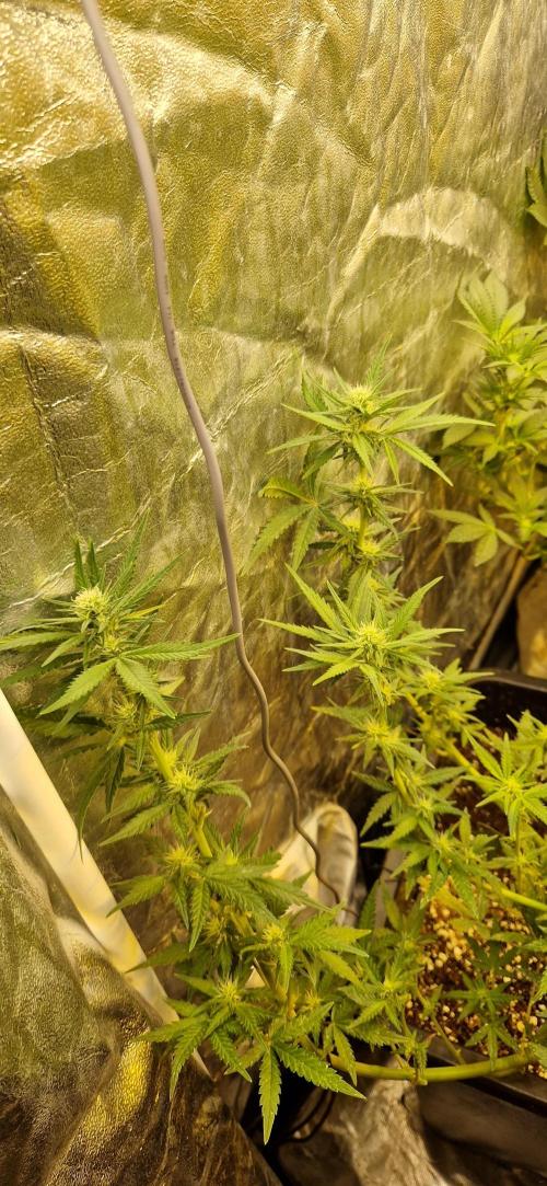 Greenhouse grow with HPS and LED. Week 8 - Day 17 of flower permanent jealousy XL Auto 