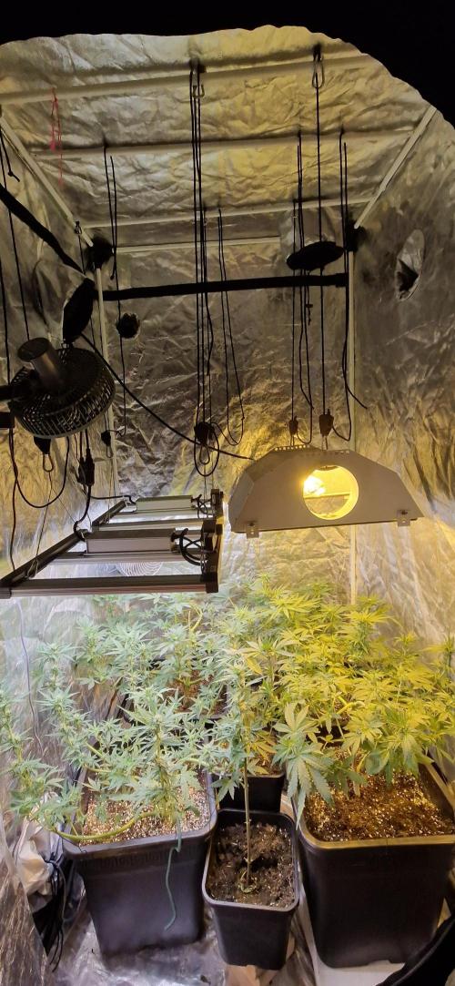Greenhouse grow with HPS and LED. Week 8 - Day 17 of flower