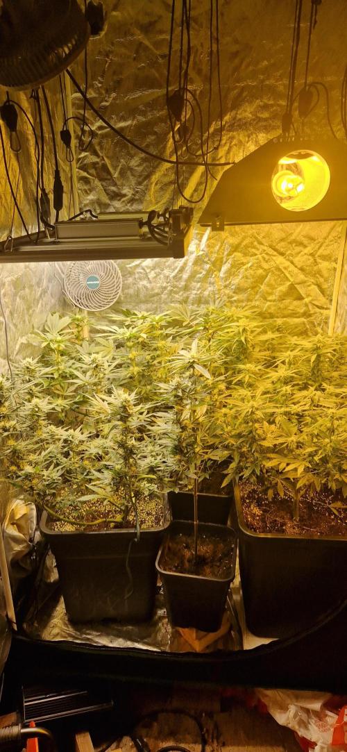 Greenhouse grow with HPS and LED. Week 9