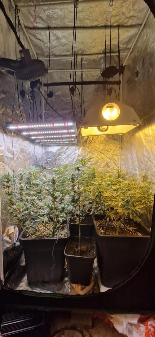 Greenhouse grow with HPS and LED. Week 9 - Day 60 from germination 