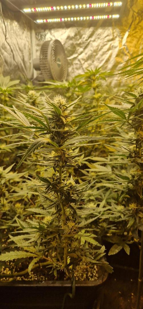 Greenhouse grow with HPS and LED. Week 9
