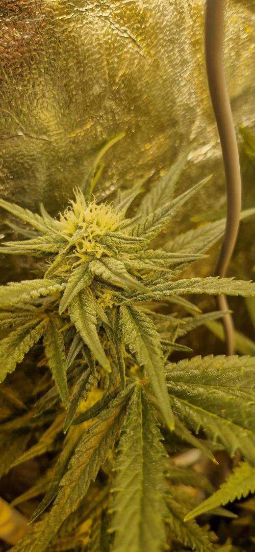 Greenhouse grow with HPS and LED. Week 9