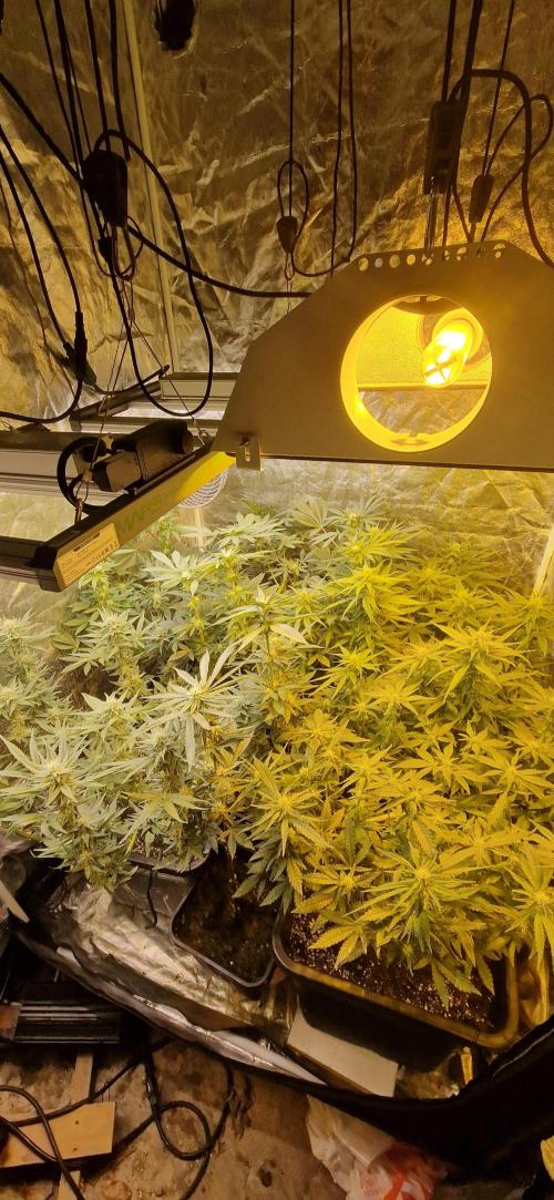 Greenhouse grow with HPS and LED. Week 9