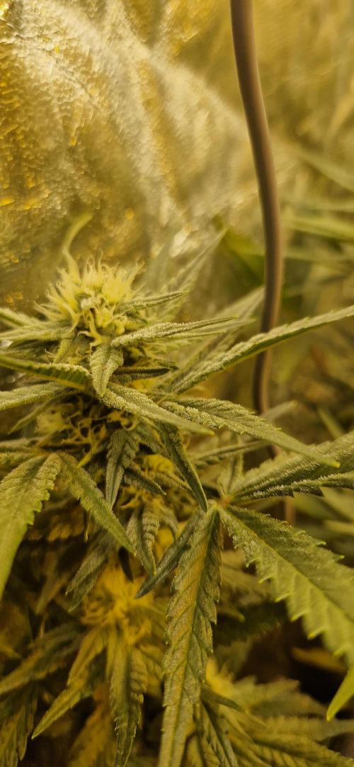 Greenhouse grow with HPS and LED. Week 9