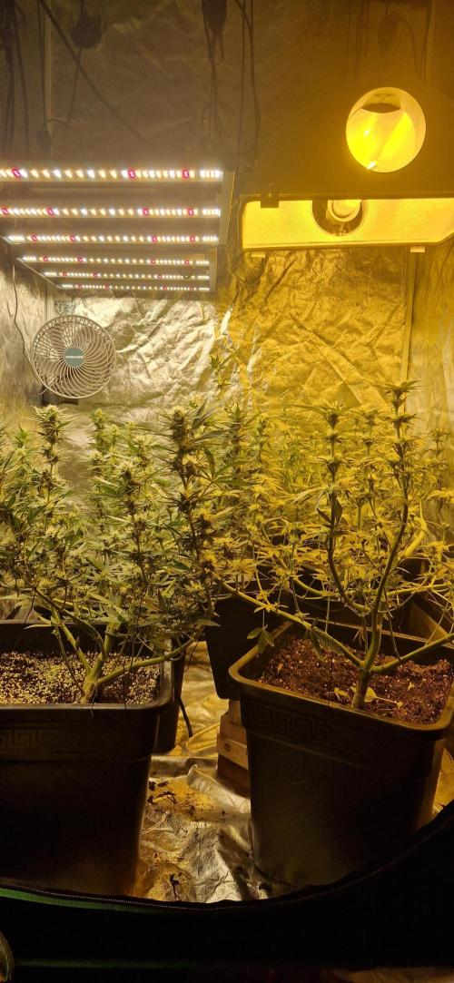 Greenhouse grow with HPS and LED. Week 9