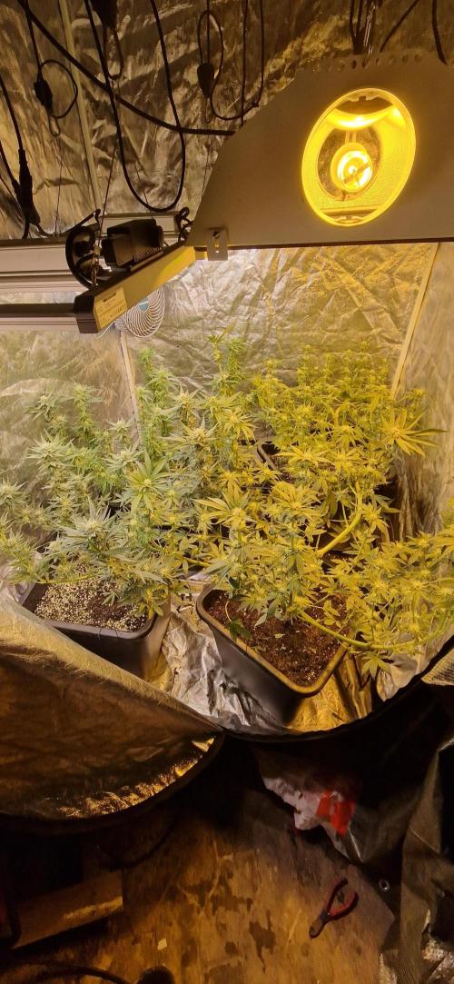 Greenhouse grow with HPS and LED. Week 9