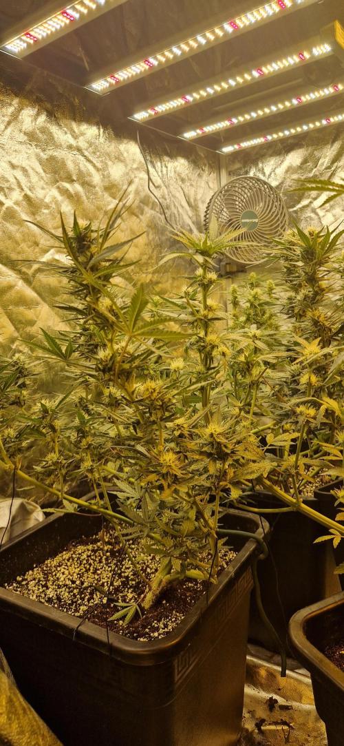 Greenhouse grow with HPS and LED. Week 9