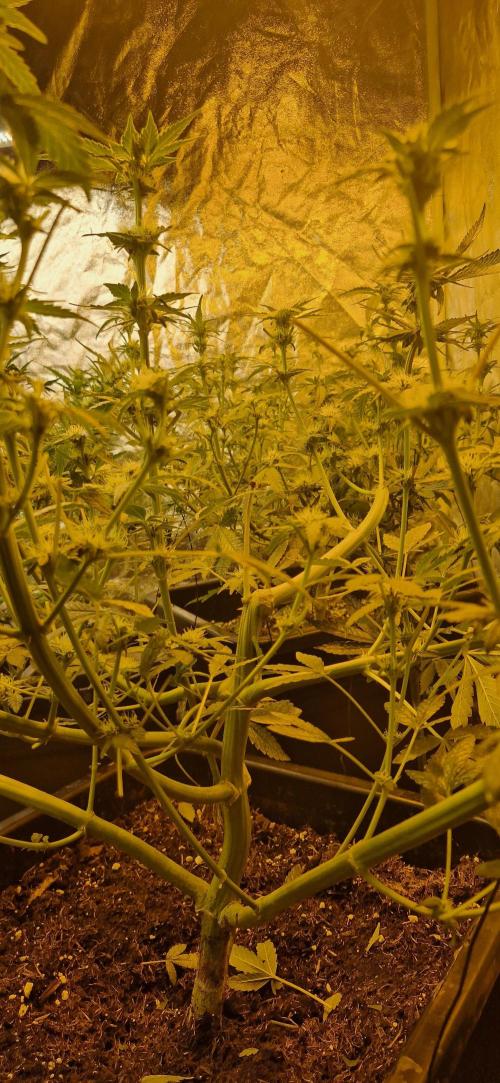 Greenhouse grow with HPS and LED. Week 9