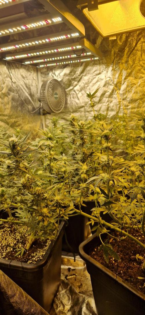 Greenhouse grow with HPS and LED. Week 9