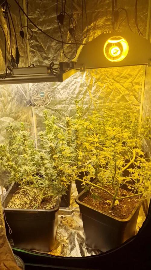Greenhouse grow with HPS and LED