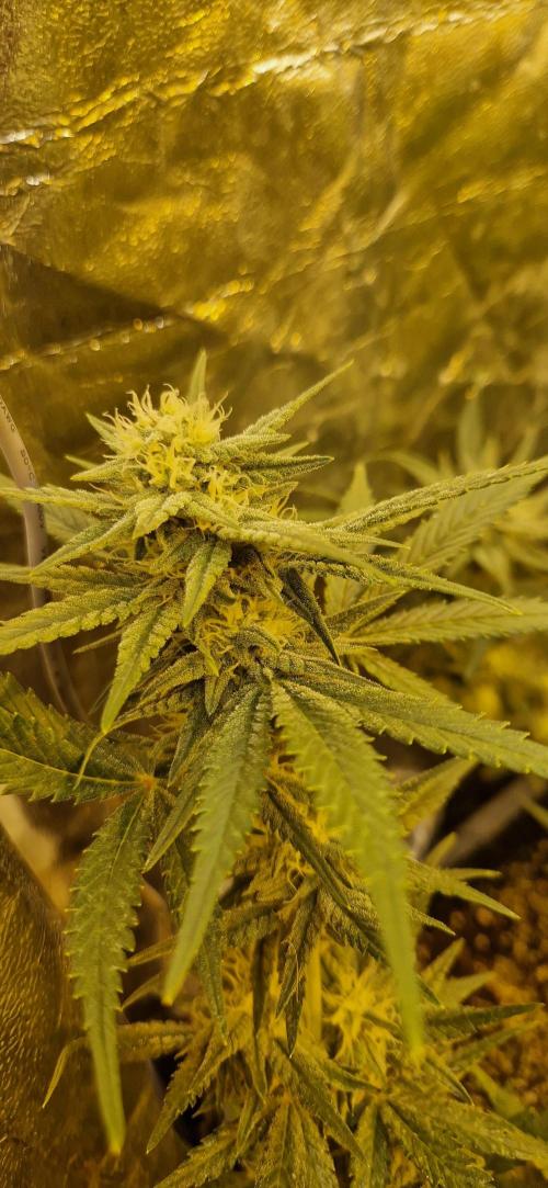 Greenhouse grow with HPS and LED. Week 9