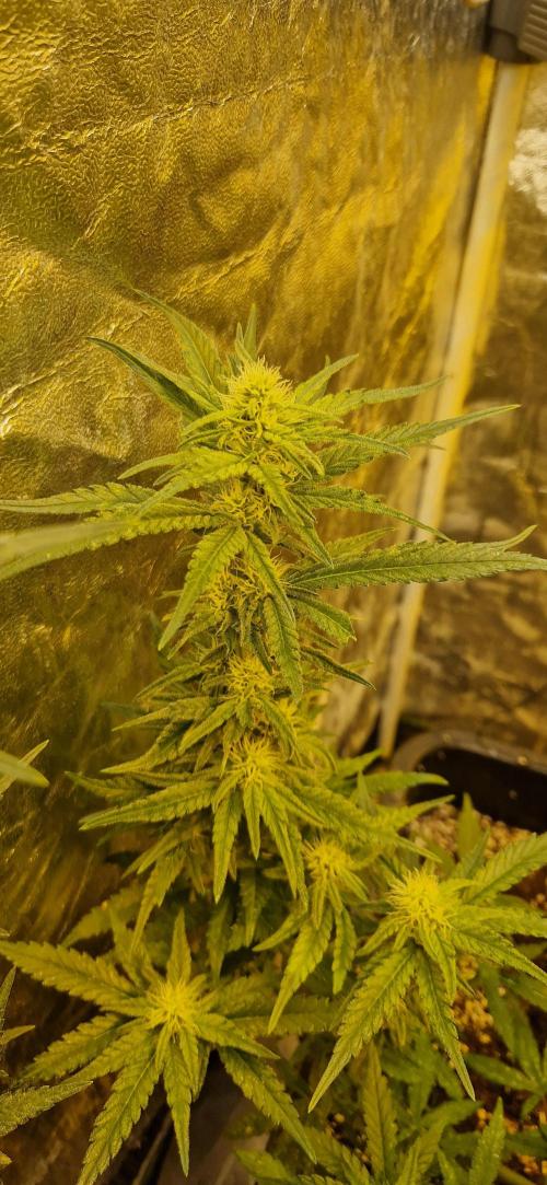 Greenhouse grow with HPS and LED. Week 9 - The end of the week