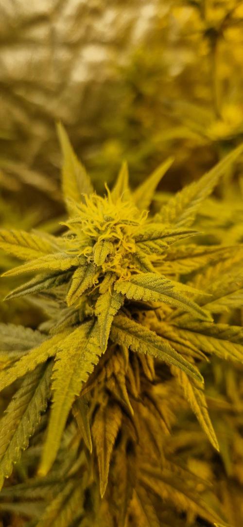 Greenhouse grow with HPS and LED. Week 9 - The end of the week