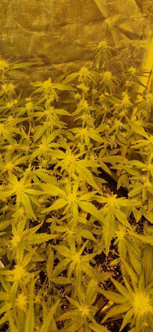 Greenhouse grow with HPS and LED. Week 9 - Orange sherberts many shoots 