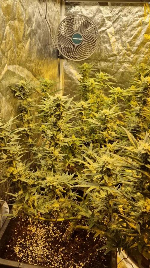 Greenhouse grow with HPS and LED