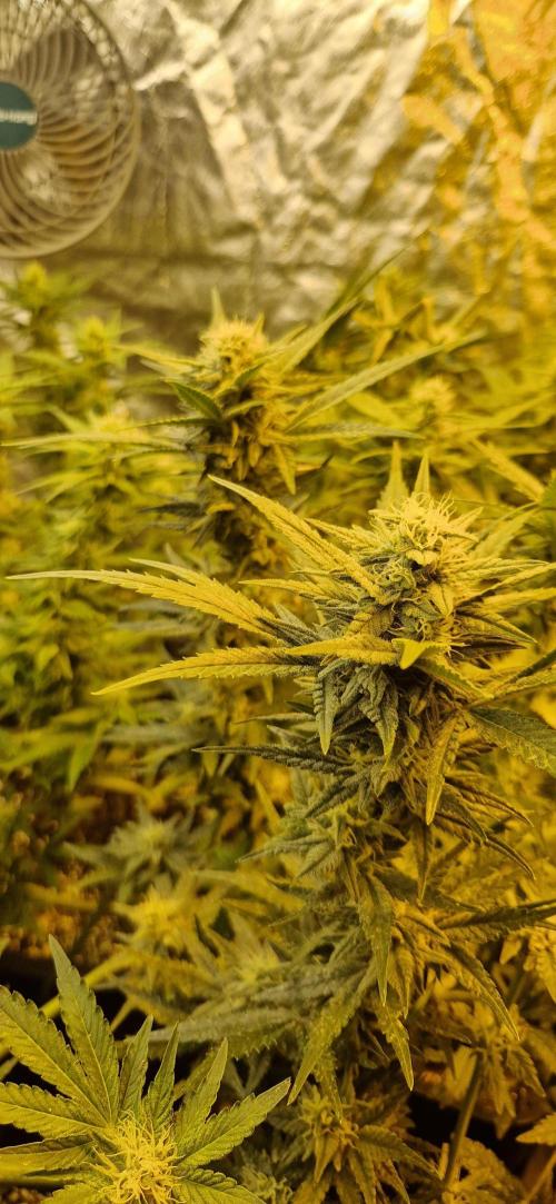 Greenhouse grow with HPS and LED. Week 10