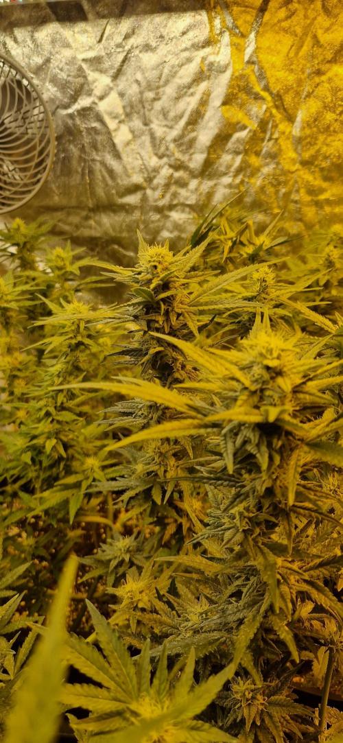 Greenhouse grow with HPS and LED. Week 10