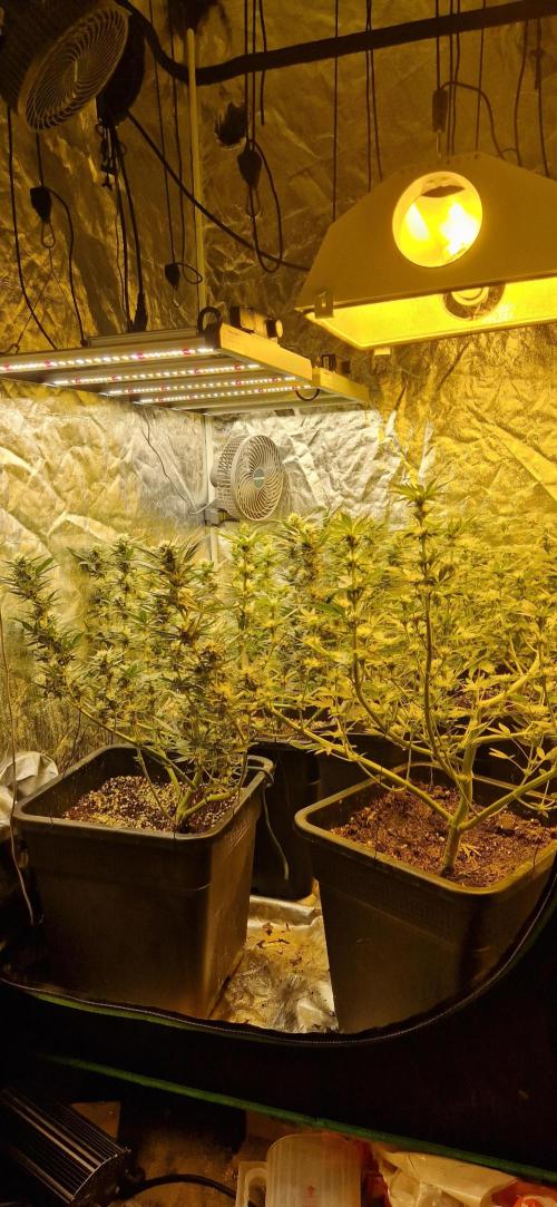 Greenhouse grow with HPS and LED. Week 10