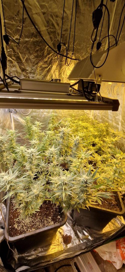 Greenhouse grow with HPS and LED. Week 10