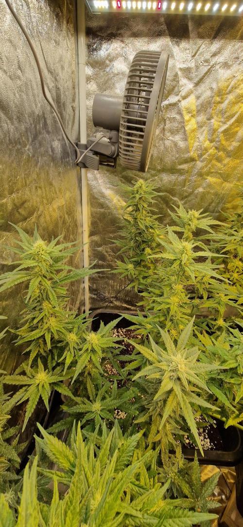 Greenhouse grow with HPS and LED. Week 10