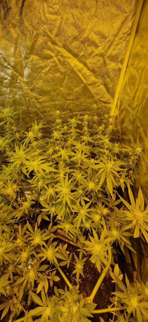 Greenhouse grow with HPS and LED. Week 10