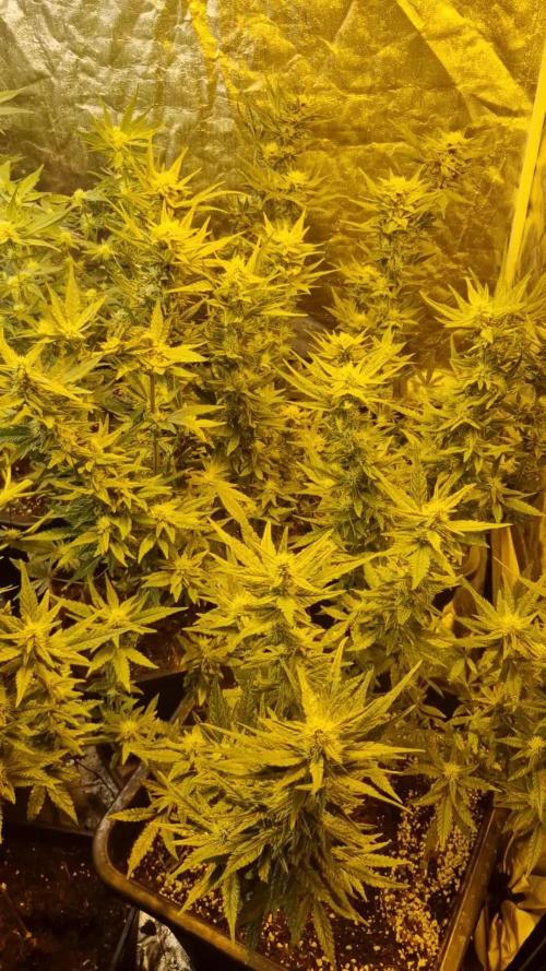 Greenhouse grow with HPS and LED