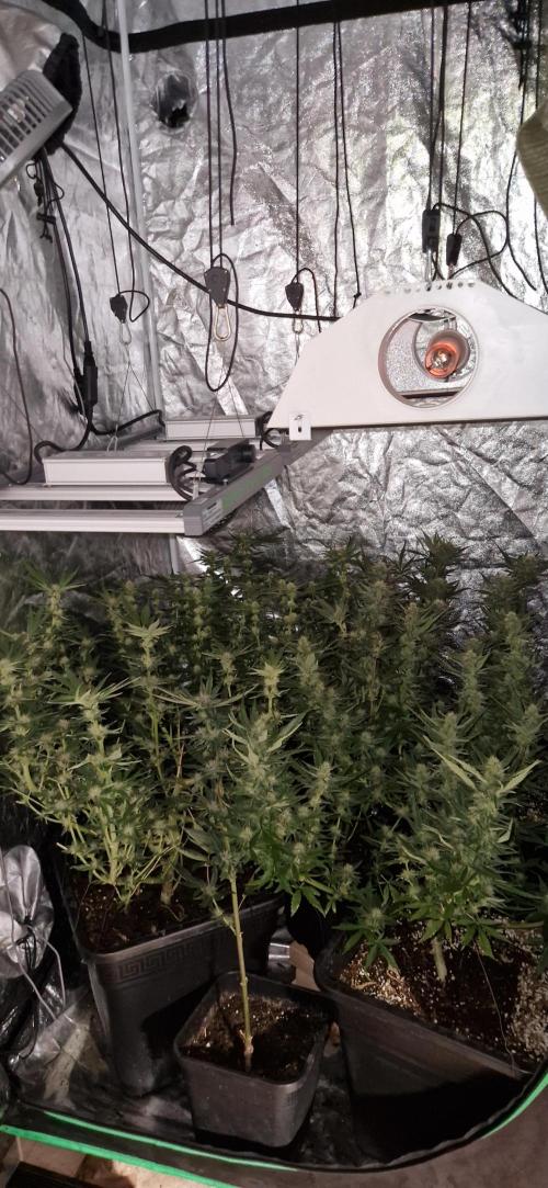 Greenhouse grow with HPS and LED. Week 10