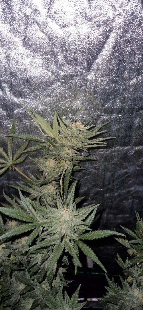 Greenhouse grow with HPS and LED. Week 10