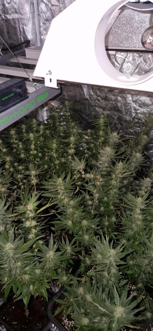 Greenhouse grow with HPS and LED. Week 10