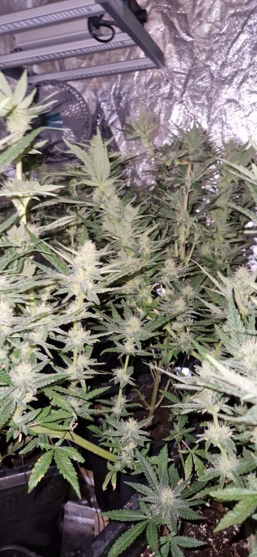 Greenhouse grow with HPS and LED. Week 10