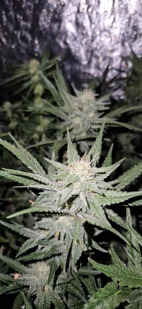Greenhouse grow with HPS and LED. Week 10