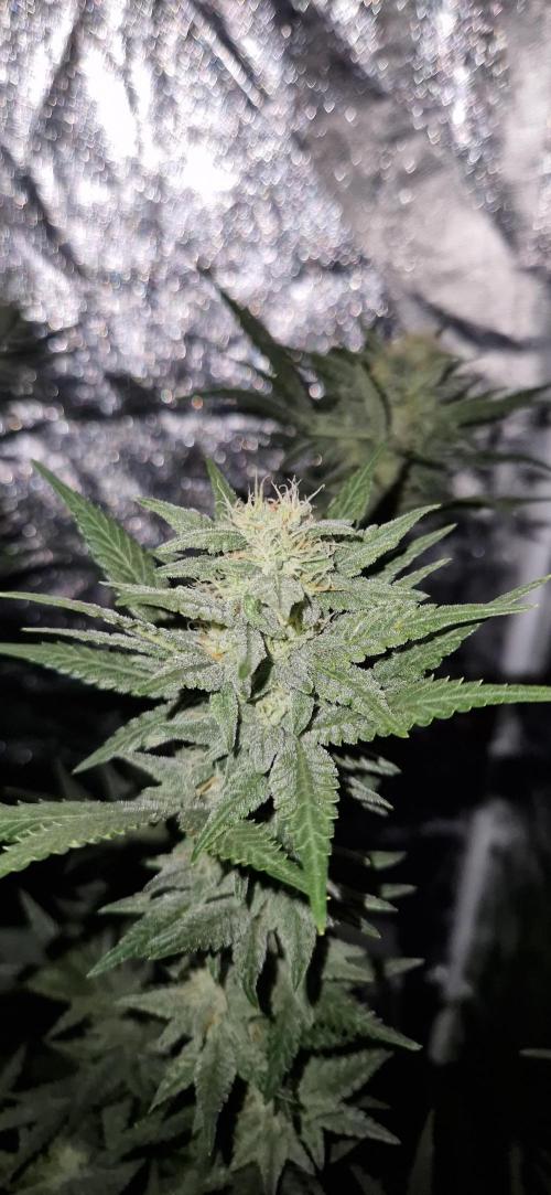 Greenhouse grow with HPS and LED. Week 10