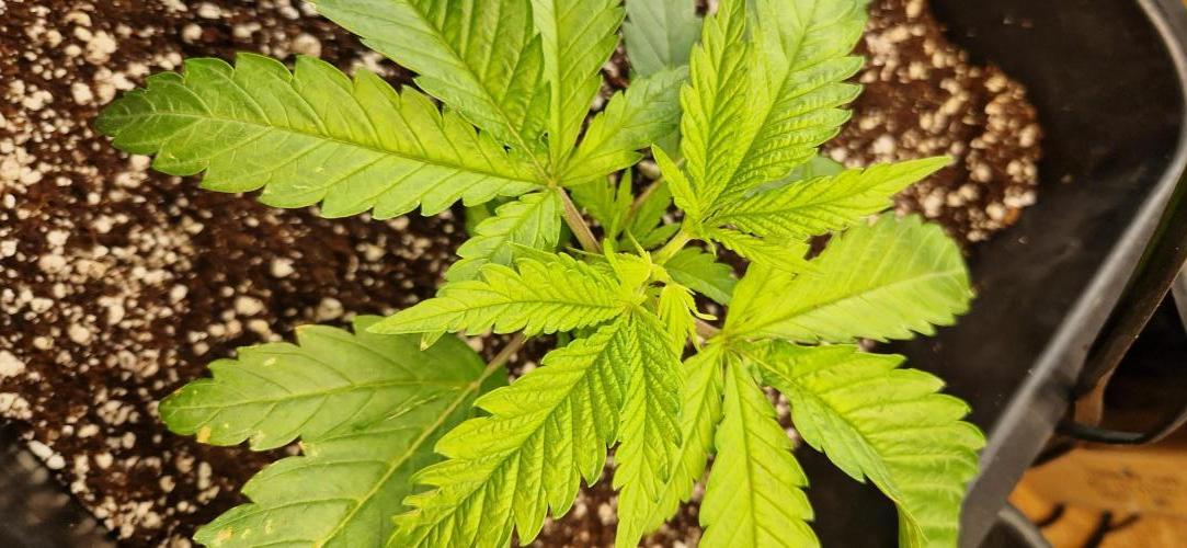Greenhouse grow with HPS and LED. Week 4 - Permanent jealousy after topping 