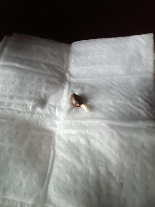 Northern lights blue & Mazar kush. Week 0