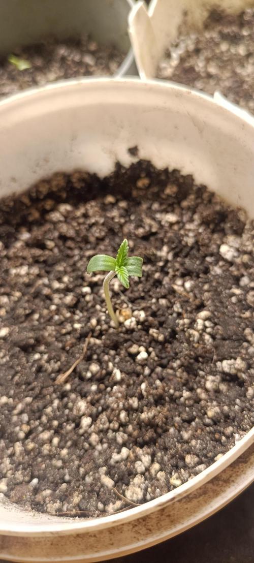Northern lights blue & Mazar kush. Week 0