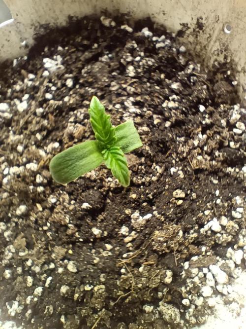 Northern lights blue & Mazar kush. Week 0