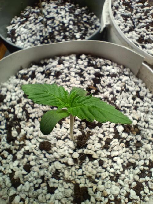 Northern lights blue & Mazar kush. Week 1 - Nlb