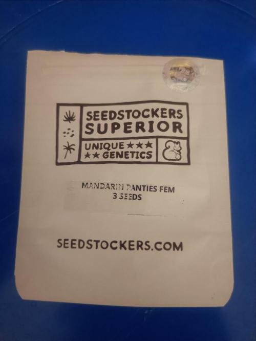 Mandarin panties 🍊 Seedstockers. Week 0