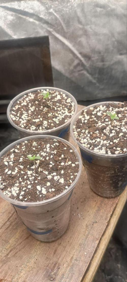 Mandarin panties 🍊 Seedstockers. Week 1