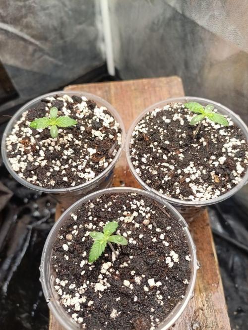 Mandarin panties 🍊 Seedstockers. Week 1