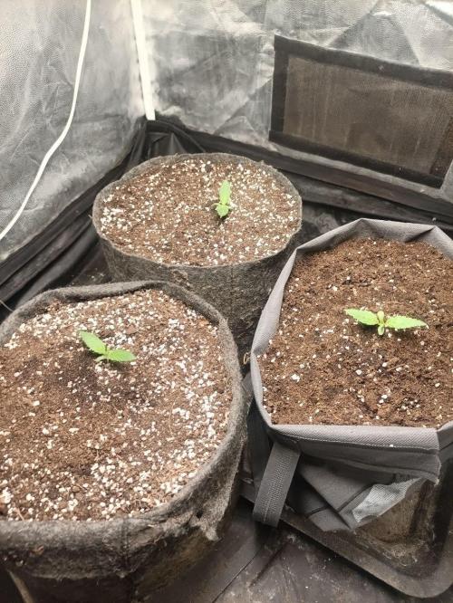 Mandarin panties 🍊 Seedstockers. Week 1