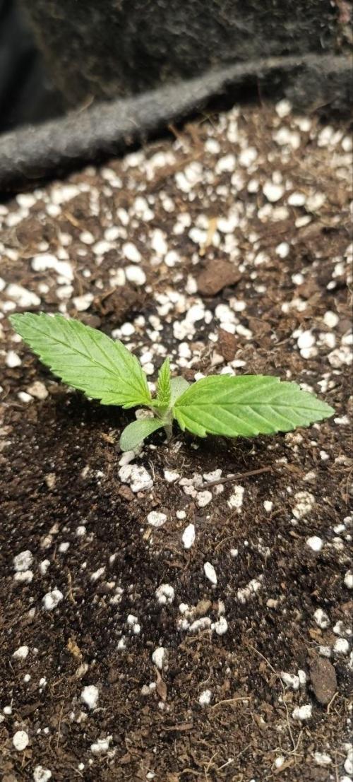 Mandarin panties 🍊 Seedstockers. Week 1